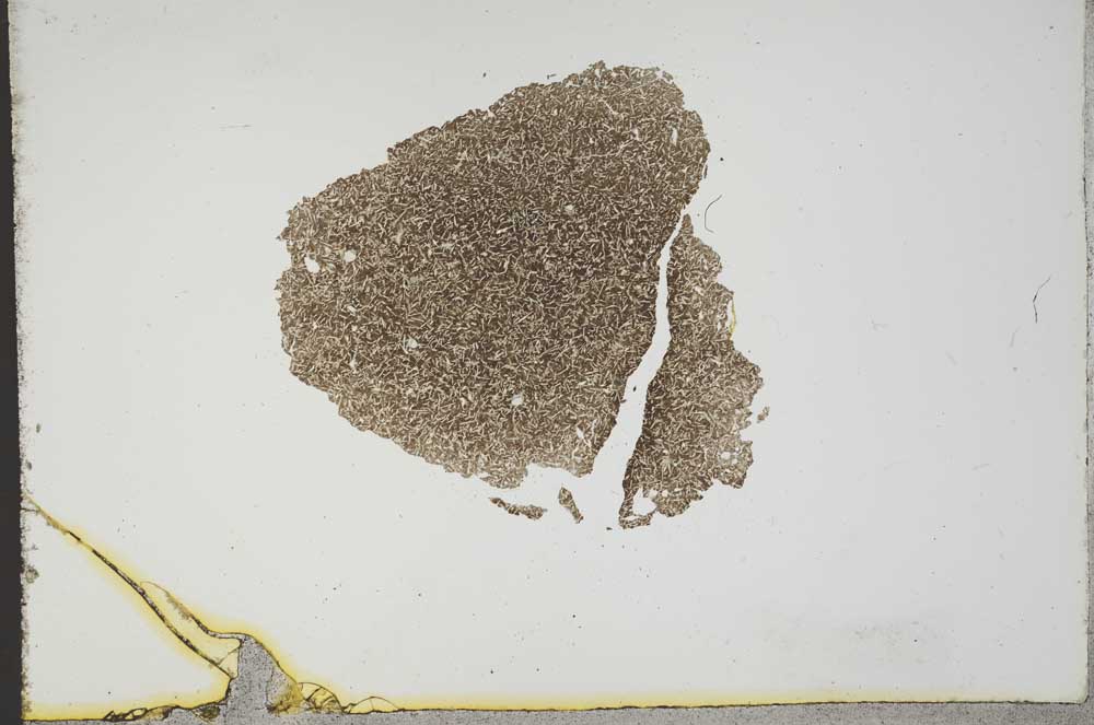 Plane Polarized, S13170