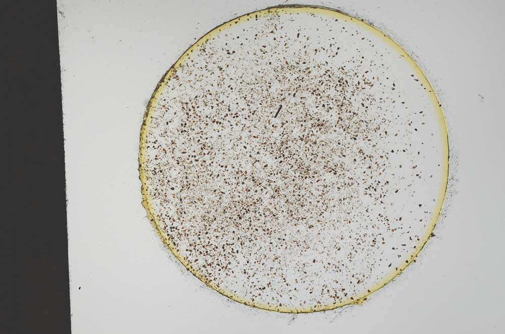Plane Polarized, S13191