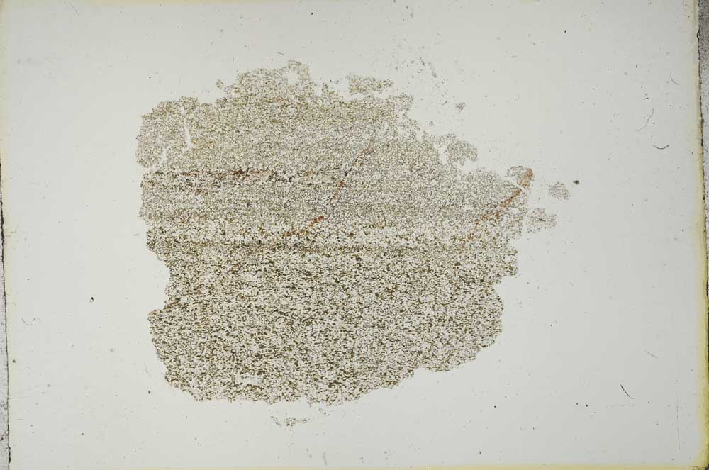 Plane Polarized, S13255