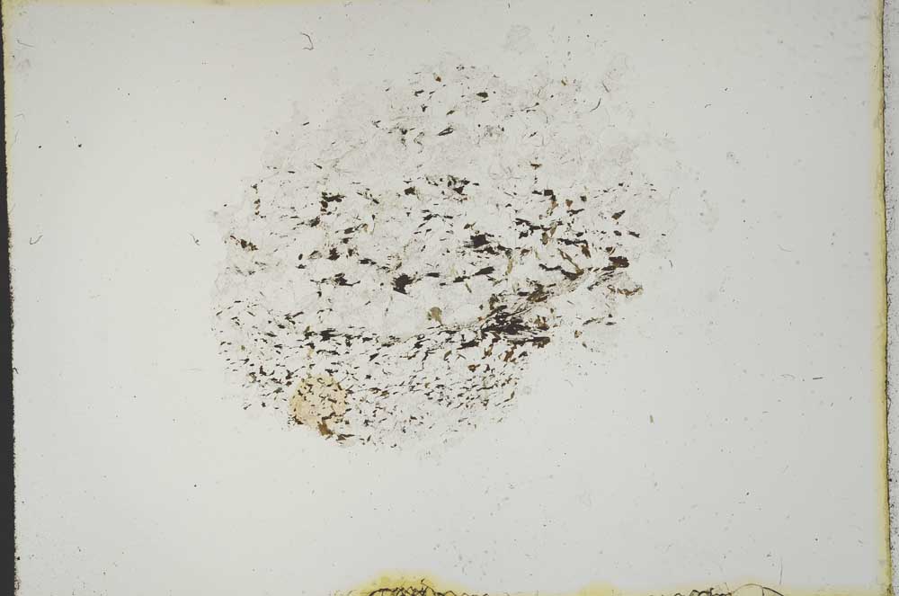 Plane Polarized, S13256