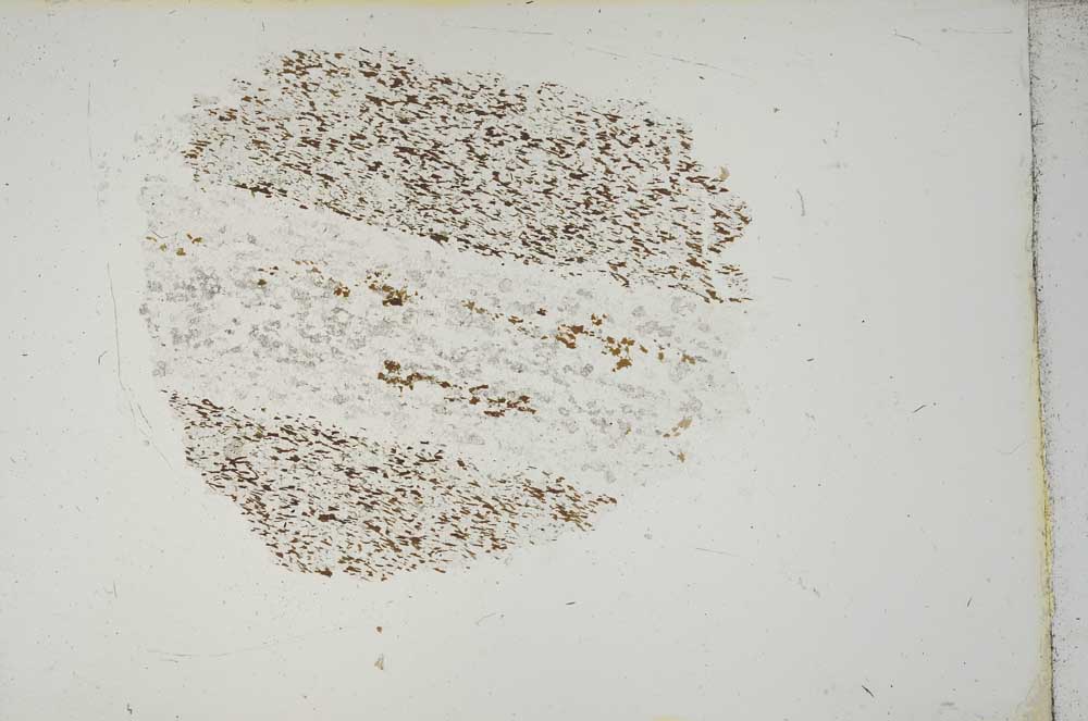 Plane Polarized, S13258