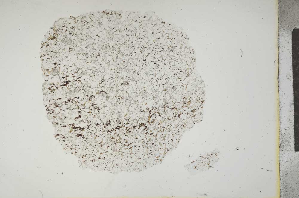 Plane Polarized, S13261