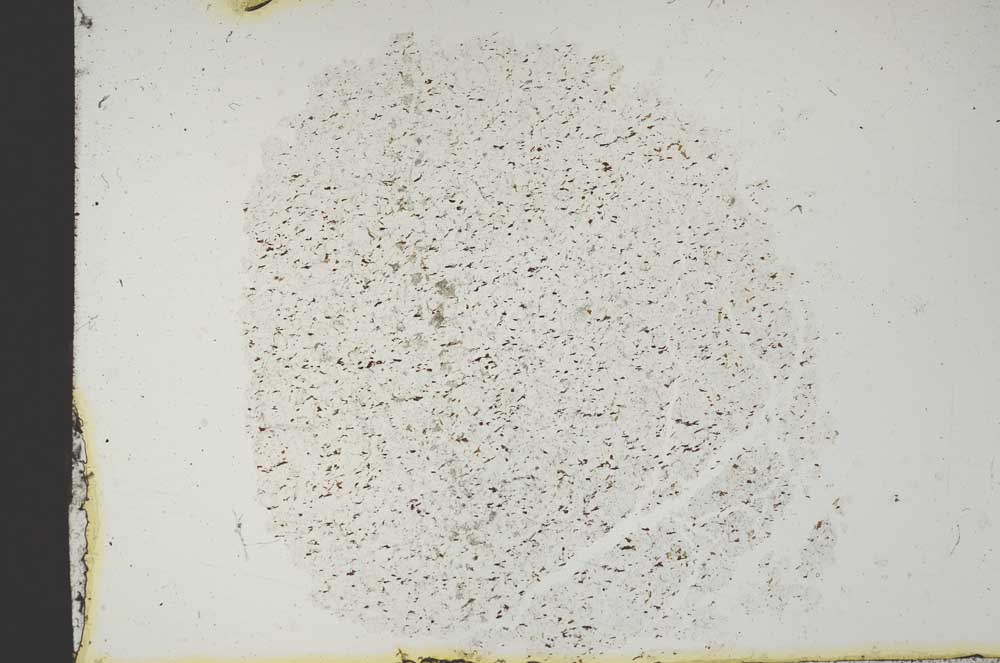 Plane Polarized, S13263