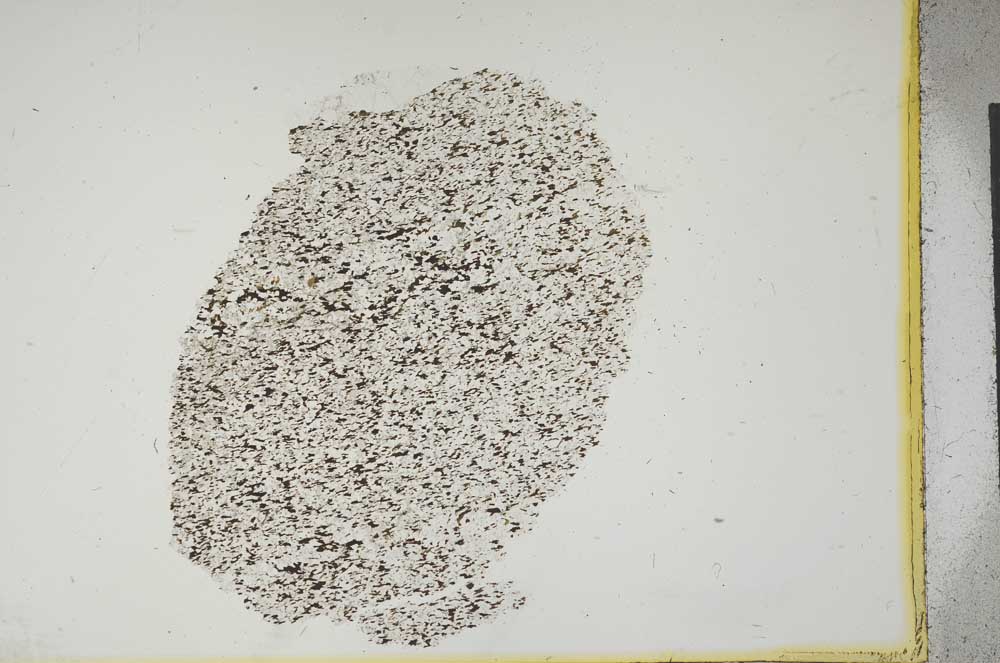 Plane Polarized, S13295