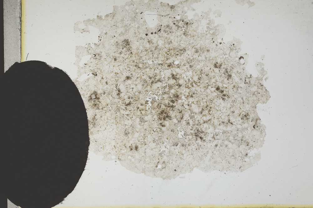 Plane Polarized, S13660