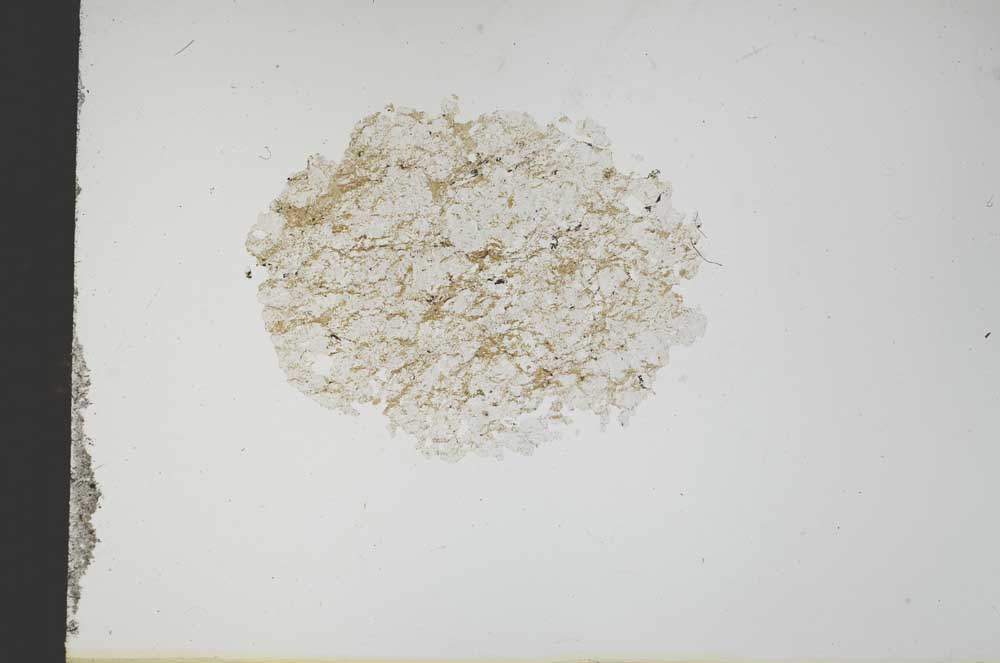 Plane Polarized, S13677