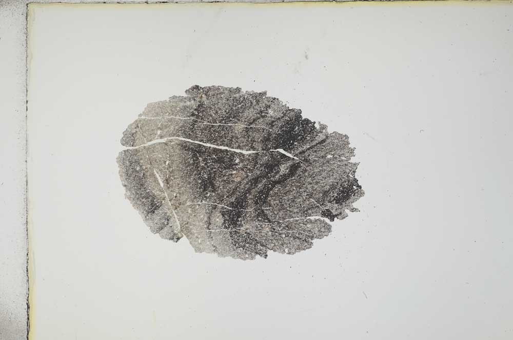 Plane Polarized, S13717
