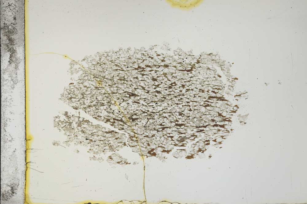 Plane Polarized, S13842