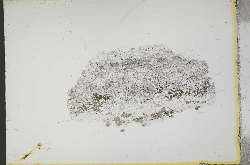 Plane Polarized, S14021