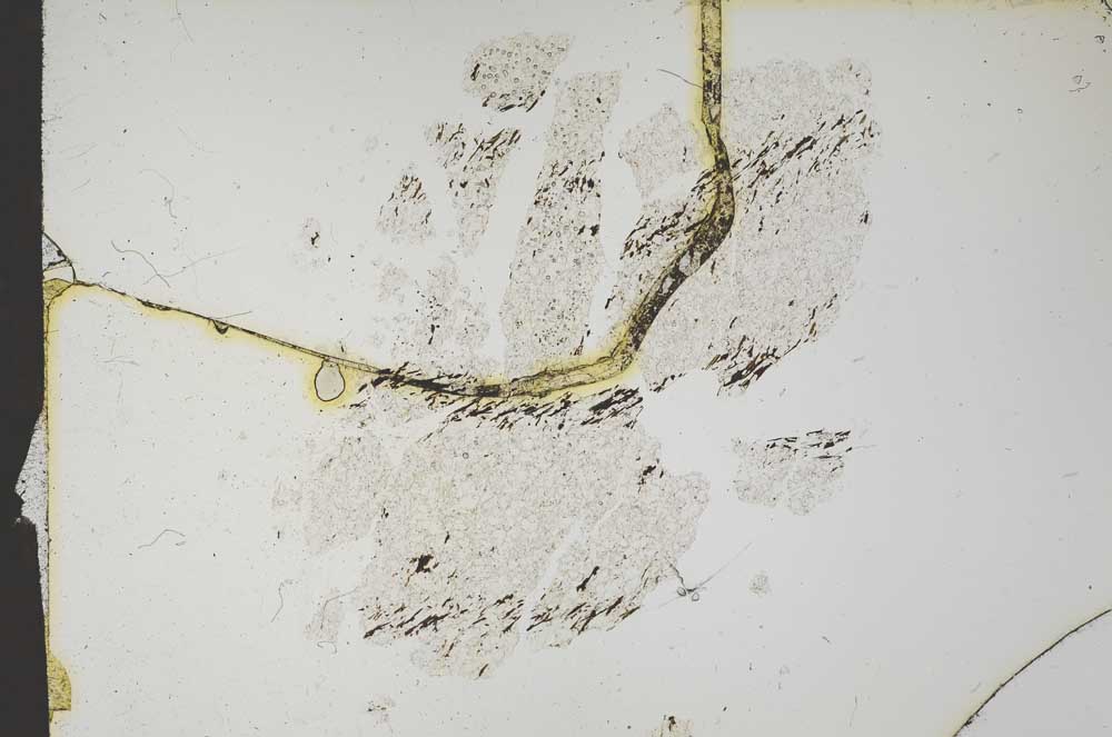 Plane Polarized, S14093