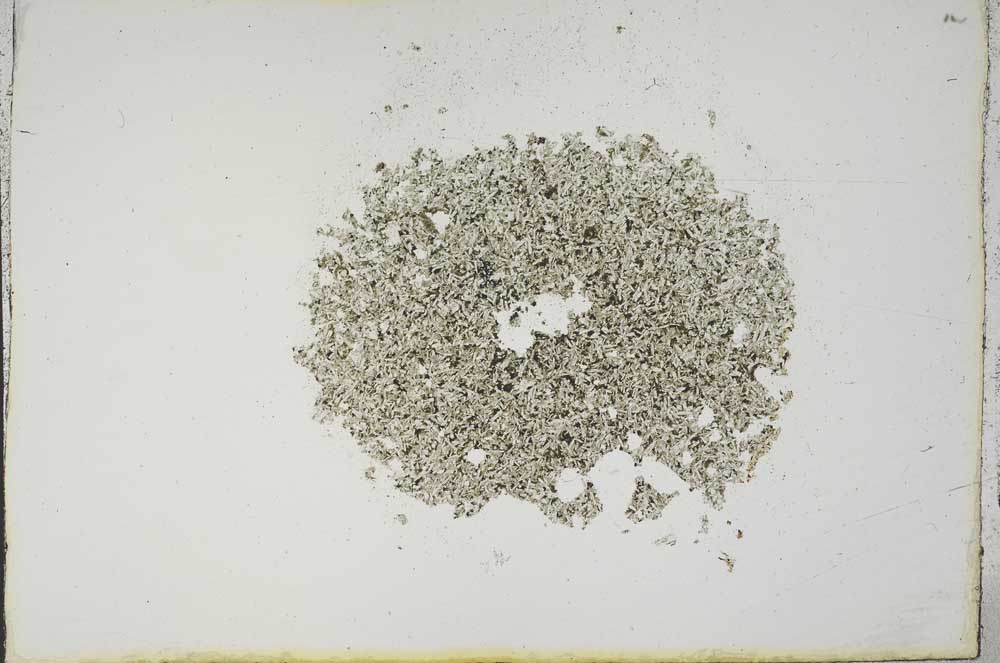 Plane Polarized, S14213