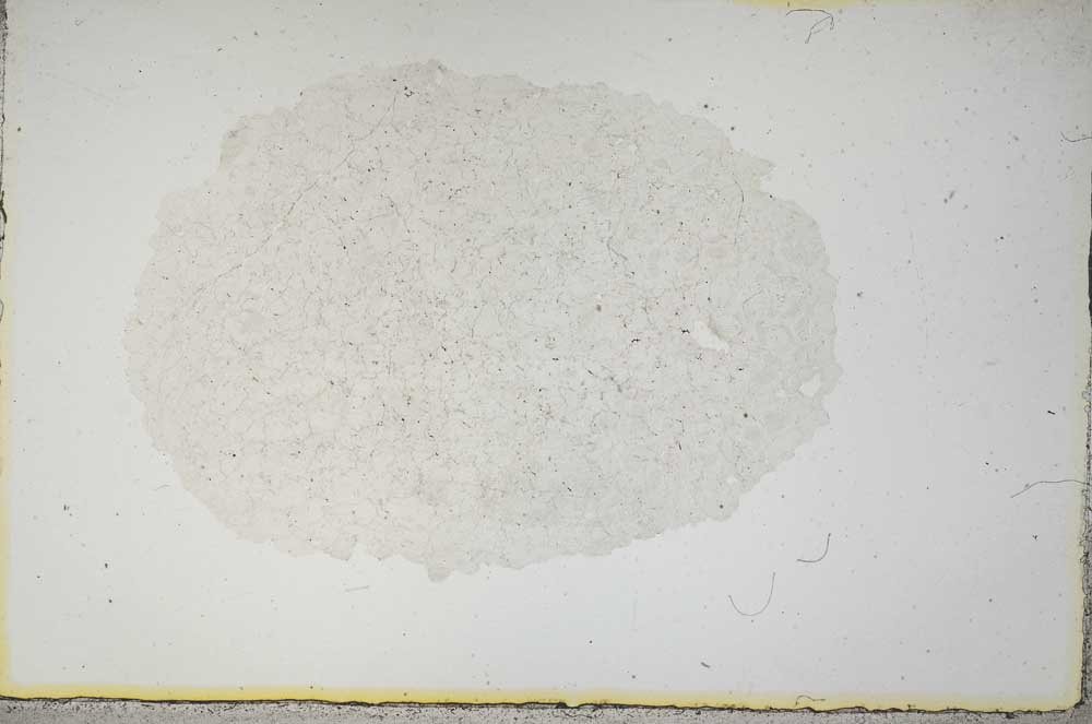 Plane Polarized, S14232