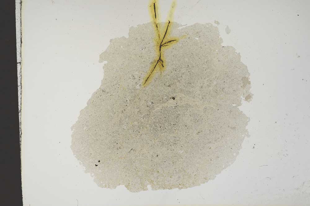 Plane Polarized, S14324