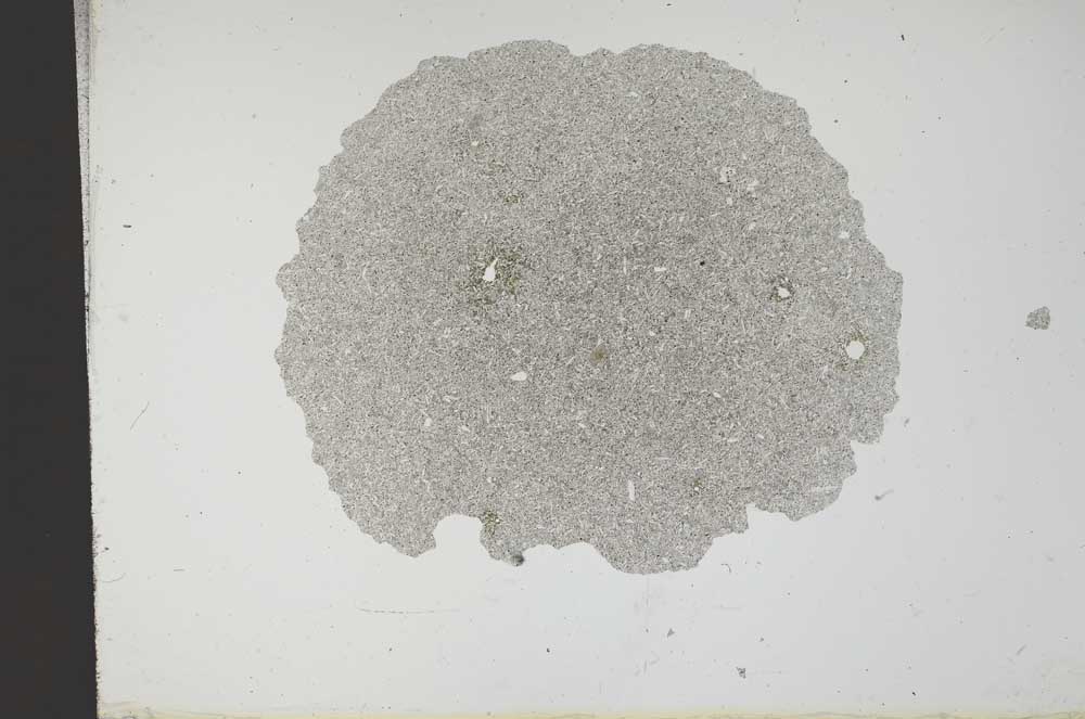 Plane Polarized, S14449