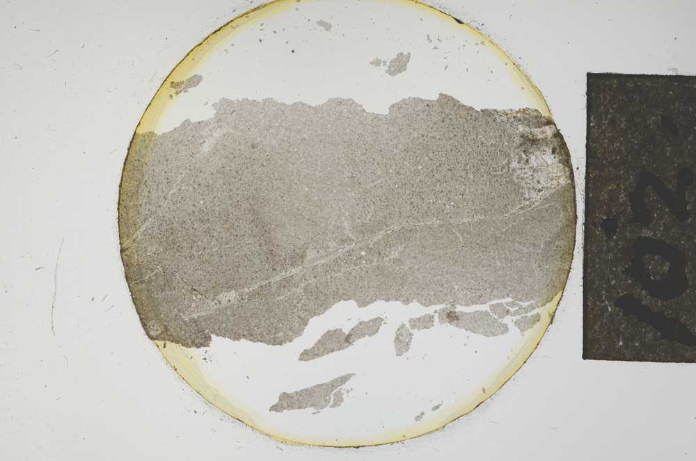 Plane Polarized, S14999