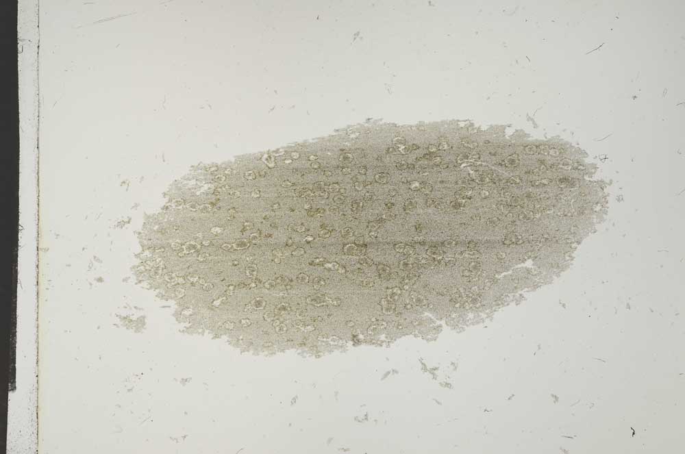 Plane Polarized, S15359/A