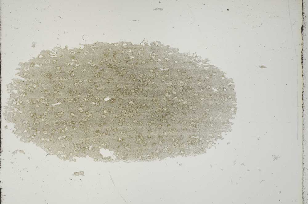 Plane Polarized, S15359/B