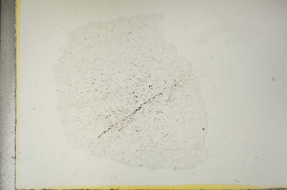 Plane Polarized, S15364