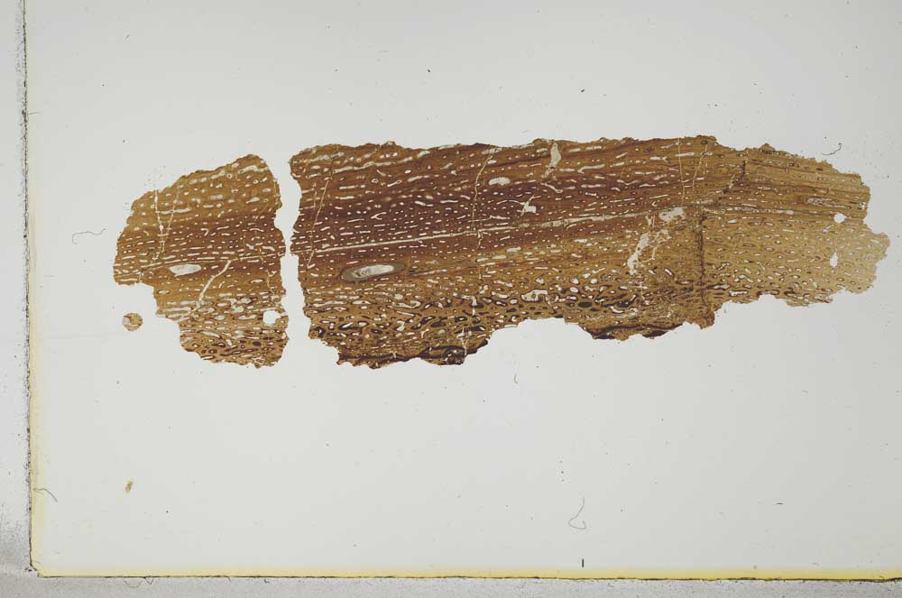 Plane Polarized, S15466/B