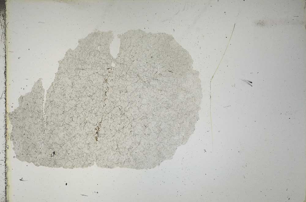 Plane Polarized, S15513