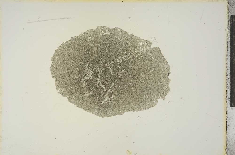 Plane Polarized, S15599