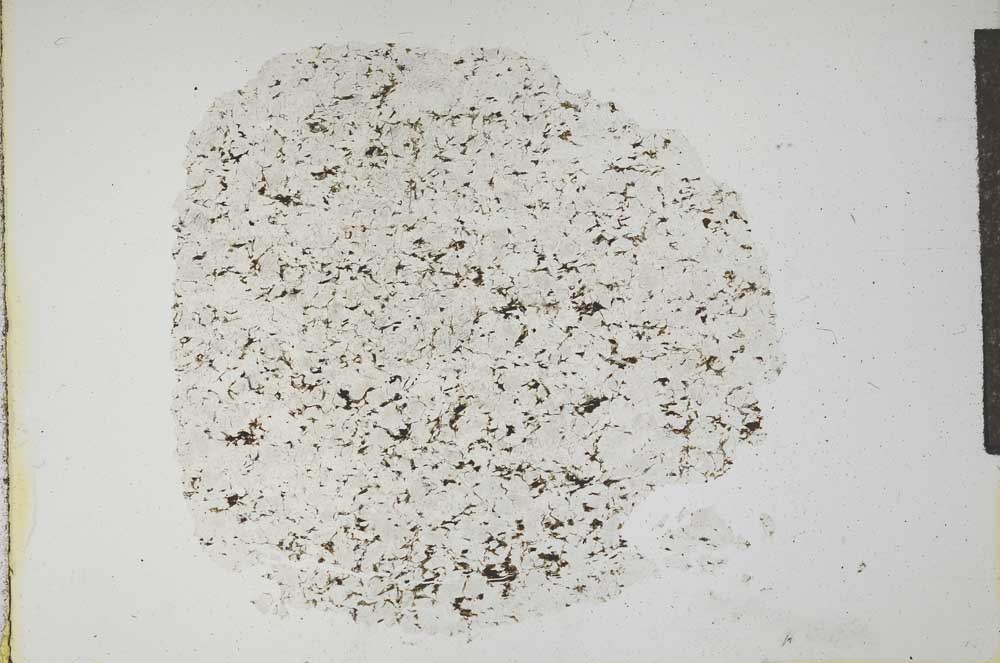 Plane Polarized, S15983