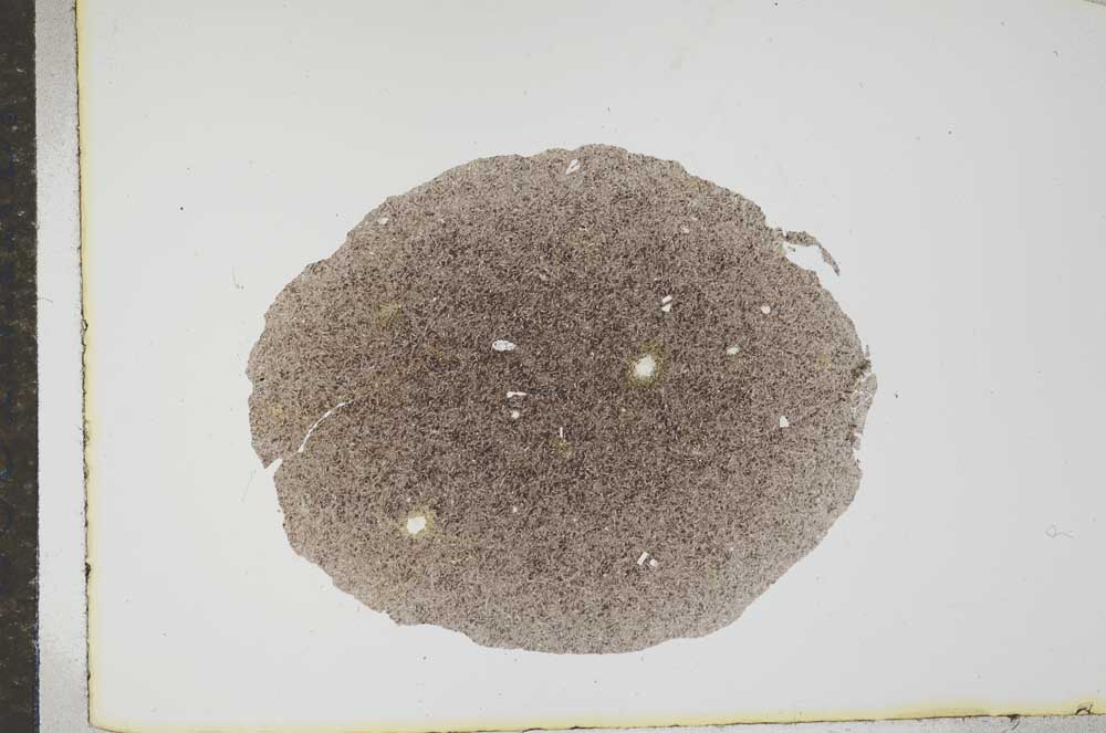 Plane Polarized, S16064