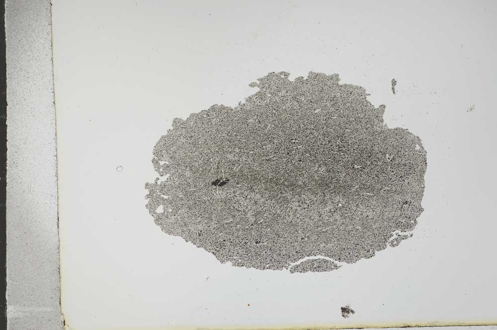 Plane Polarized, S16217