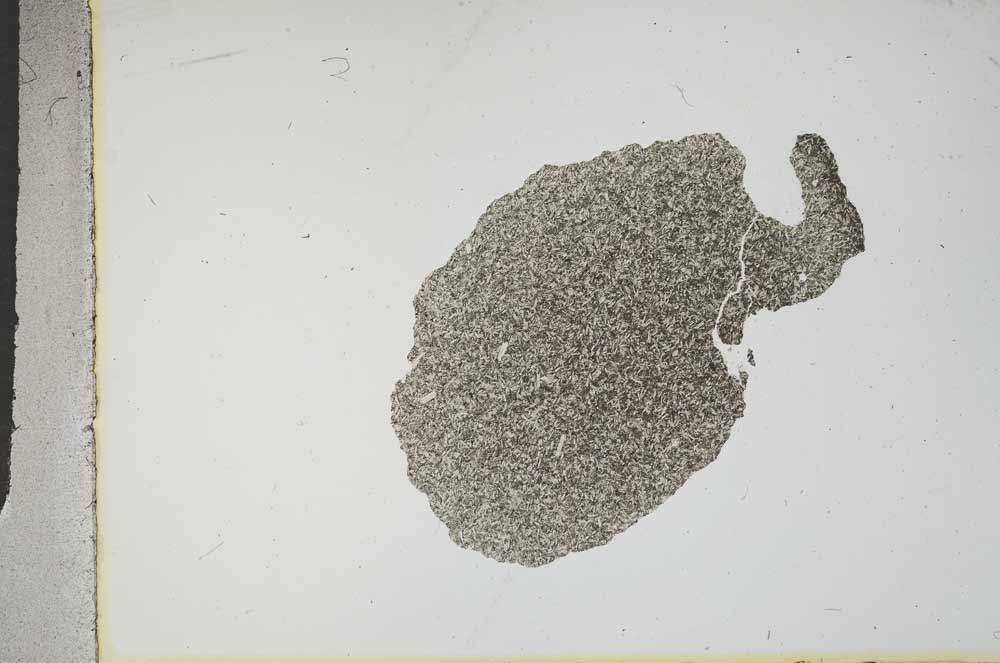 Plane Polarized, S16237