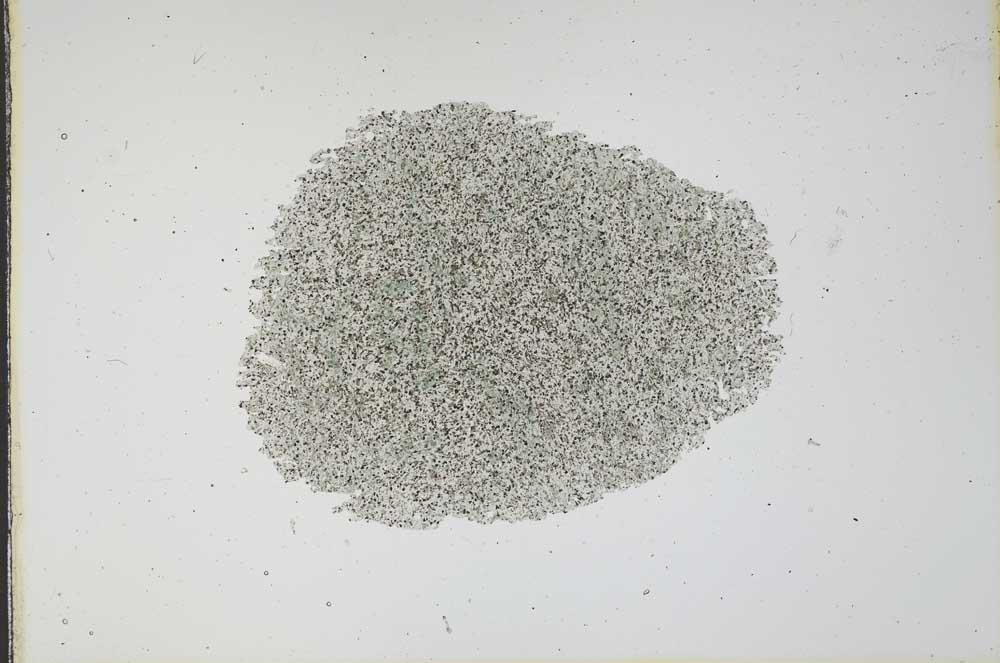 Plane Polarized, S16302