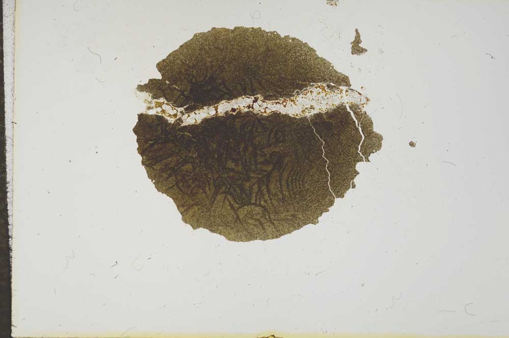 Plane Polarized, S16555