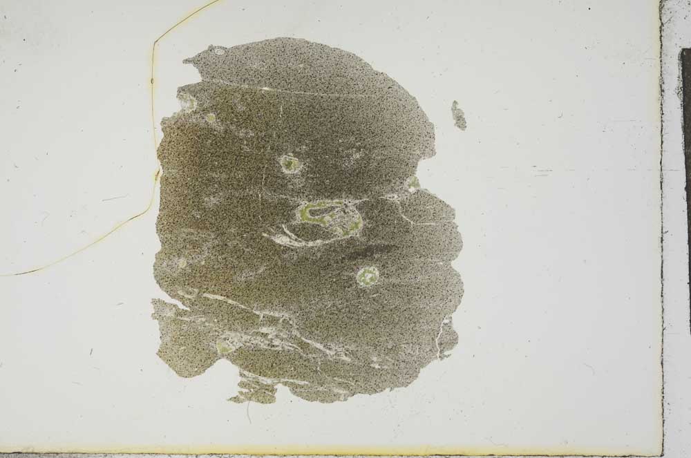Plane Polarized, S16588