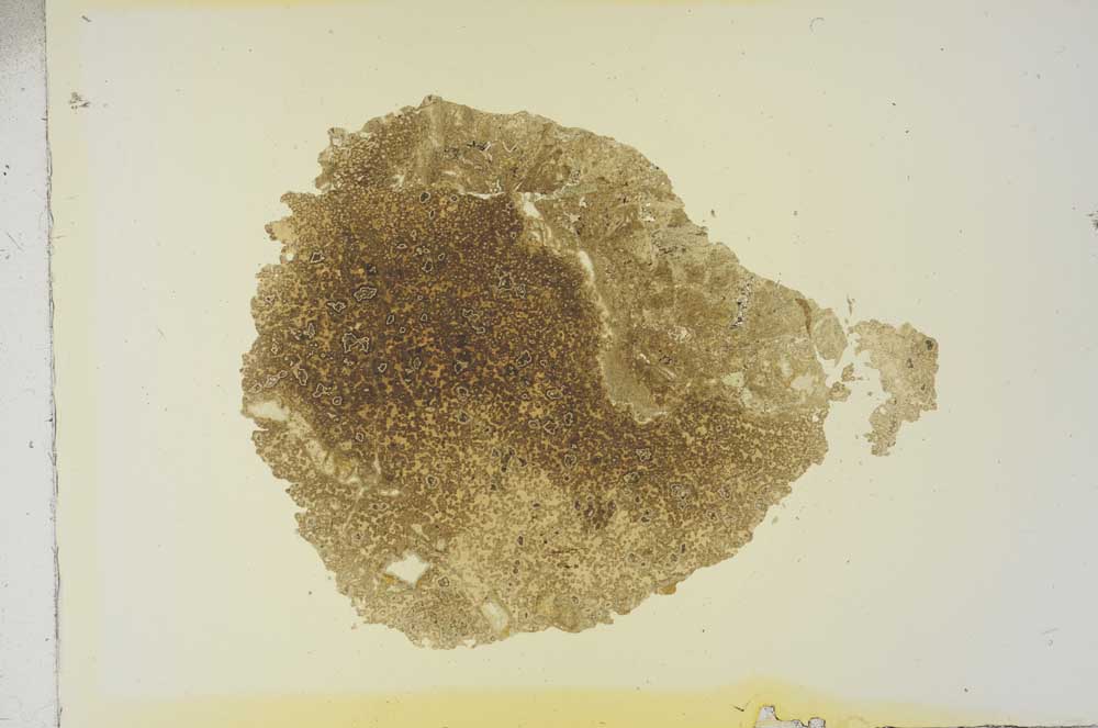 Plane Polarized, S16829
