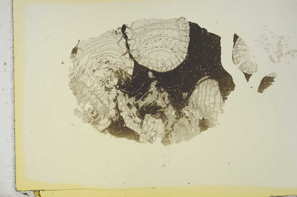 Plane Polarized, S16832