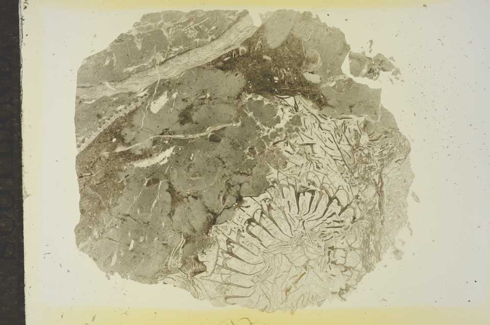 Plane Polarized, S16833