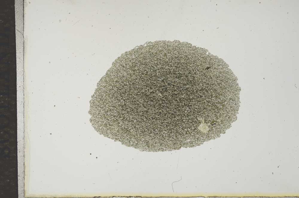 Plane Polarized, S16973