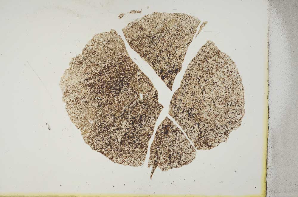 Plane Polarized, S16974