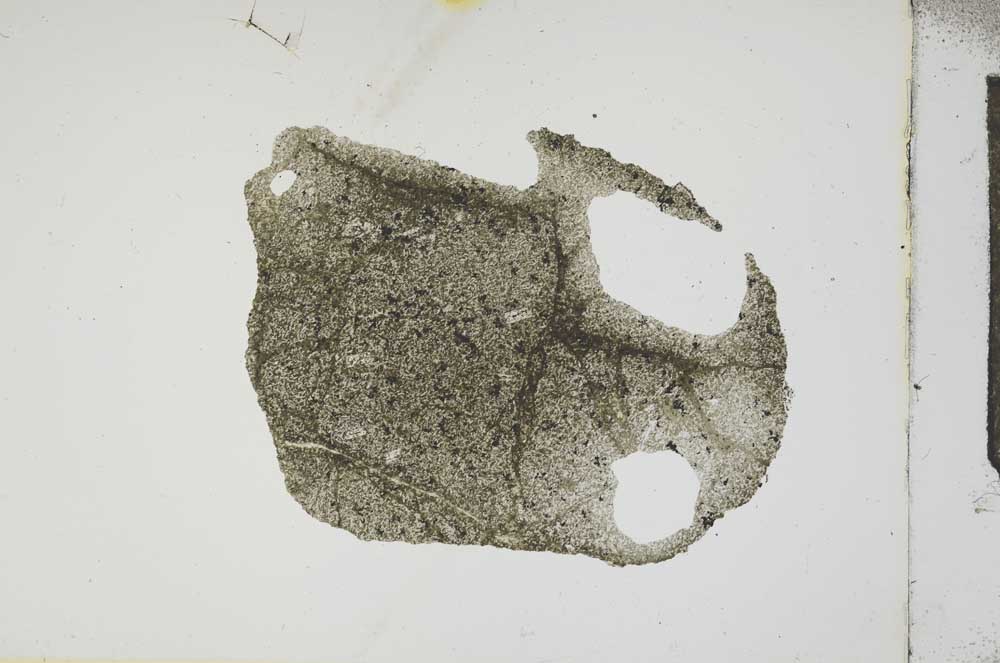 Plane Polarized, S17202