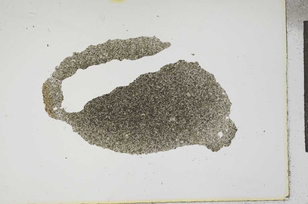 Plane Polarized, S17230