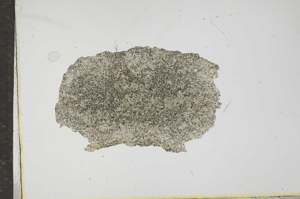 Plane Polarized, S17237