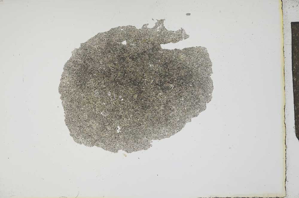 Plane Polarized, S17248