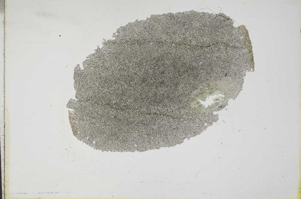 Plane Polarized, S17249