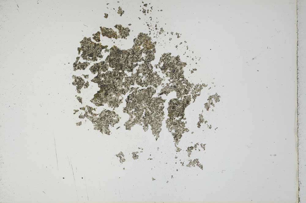 Plane Polarized, S17292