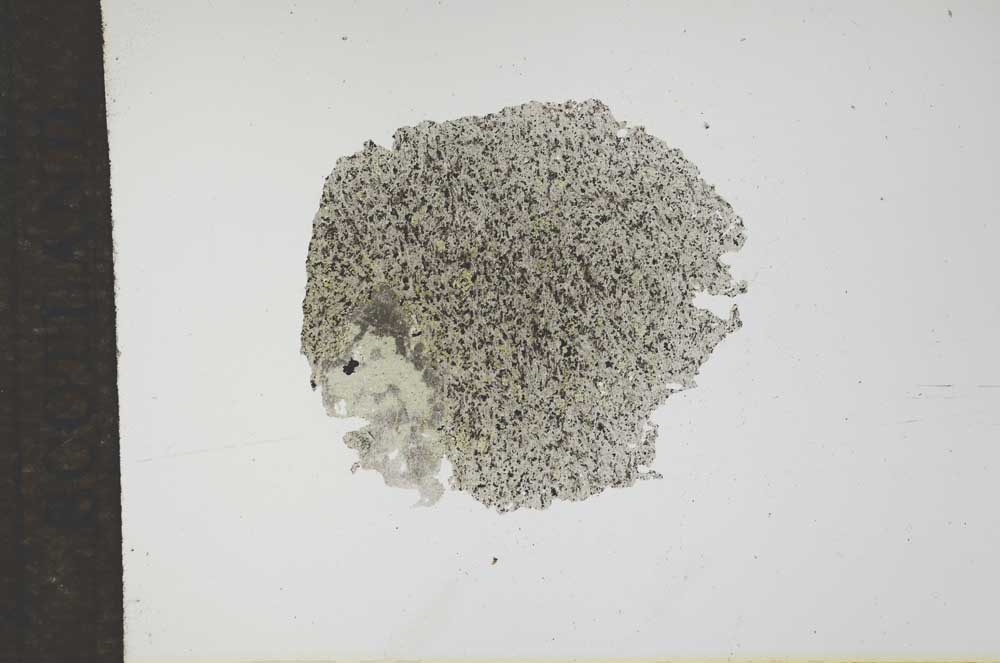 Plane Polarized, S17338