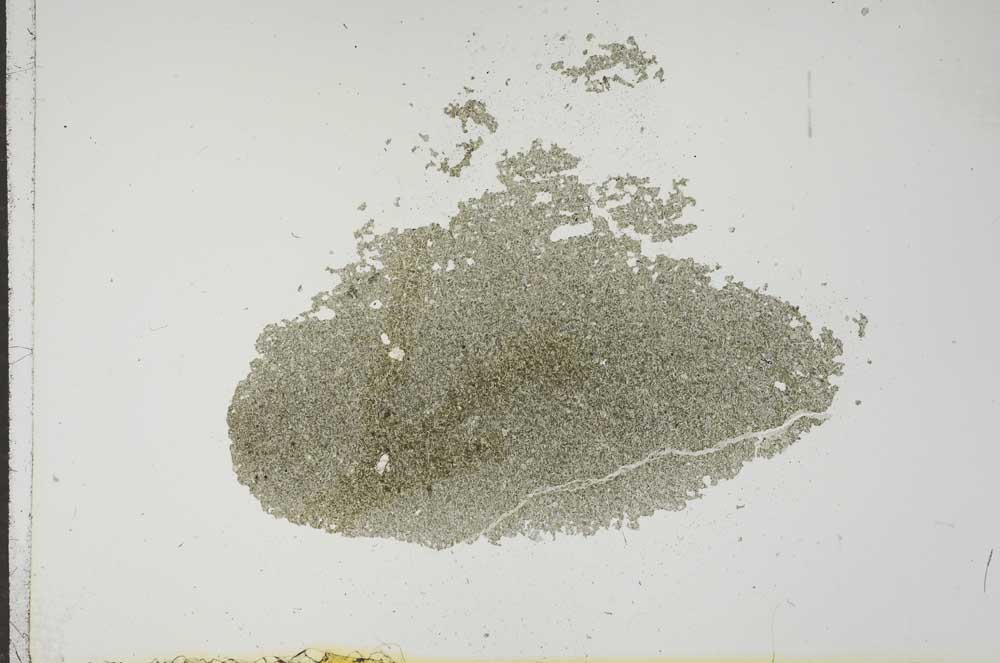 Plane Polarized, S17540