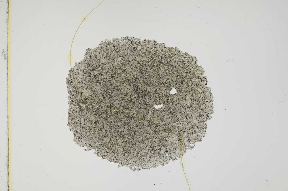 Plane Polarized, S17617