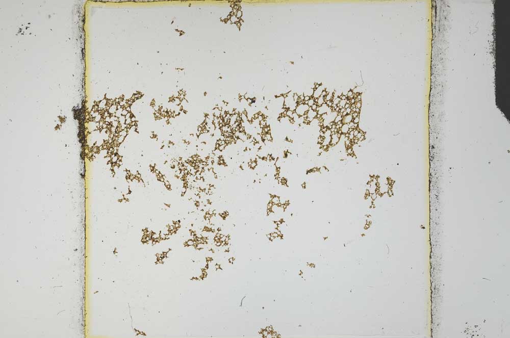 Plane Polarized, S17640