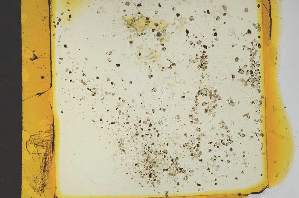 Plane Polarized, S17857