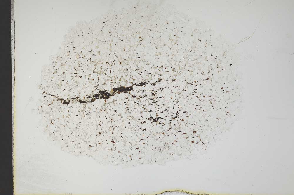 Plane Polarized, S18304