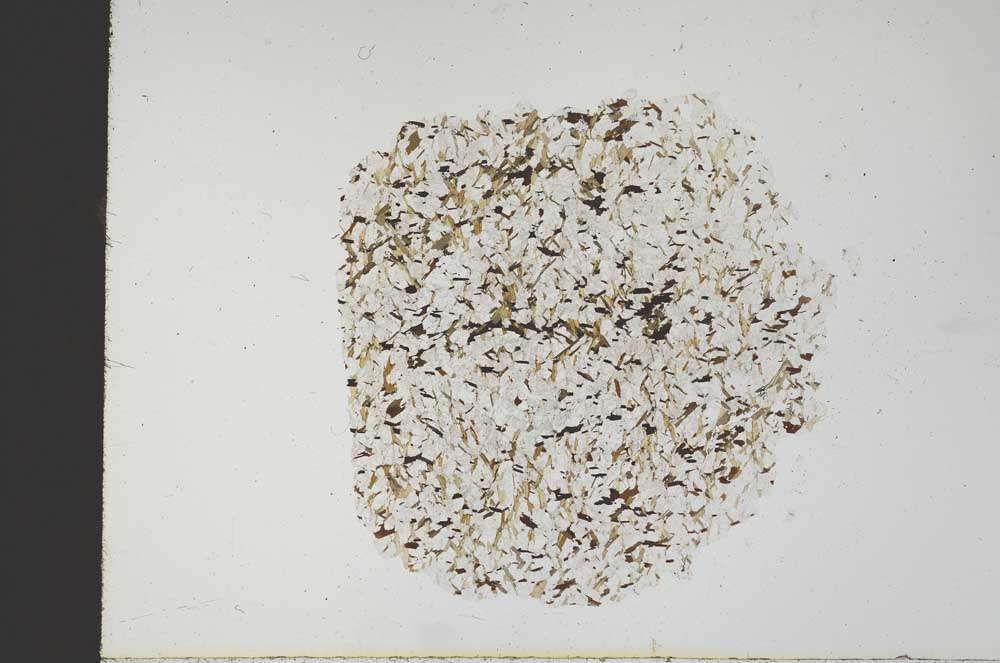 Plane Polarized, S18337